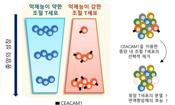 연구내용 모식도