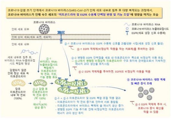 코로나19 바이러스가 인체 숙주 세포의 '미토콘드리아 및 EGFR 수용체 단백질 변형 및 기능 조절'에 미치는 영향을 보여주는 개략도